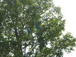 e-Spirit in a tree
