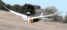 PigeonBot Uses Real Feathers - Airplanes and Rockets