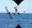 Ig Nogle prize for whale breathalyzer R/C helicopter