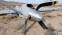 When Drones Fall from the Sky
