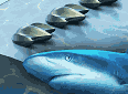 Shark Inspired Airfoil Improves Lift and Reduces Drag - Airplanes and Rockets